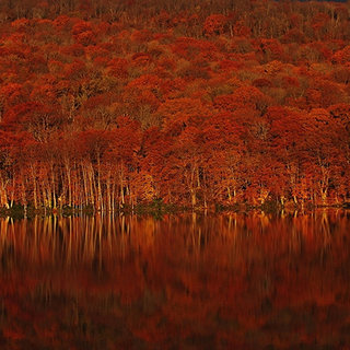 朝イチバンの澄みわたる空気の中で堪能する青森・奥入瀬の絶景紅葉｜TRAVEL