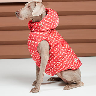 犬たちのプレミアムダウン。「モンクレール ポルド ドッグ クチュール」｜MONCLER