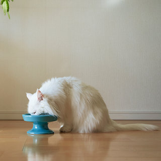 波佐見焼のブランドが作る、見た目と機能性を兼ね備えた猫のための食器｜HASAMI