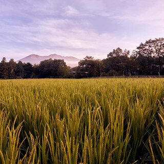 星野リゾート　リゾナーレ那須が、お米づくりの魅力を伝える「お米の学校」を開校｜TRAVEL