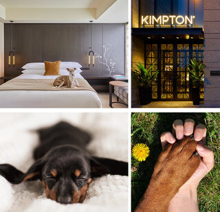 いつも癒しをくれる愛犬にペットケーションをプレゼント！　一緒にブランチも楽しむ宿泊プラン｜Kimpton Shinjuku Tokyo