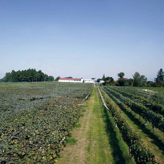 老舗ワイナリーでブドウを収穫し、自分好みのワインを完成させる「手業のひととき」｜TRAVEL