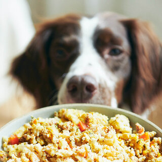 愛犬にも旅の“おいしい”思い出を。星野リゾートが提案するペットとの旅のカタチ｜HOSHINO RESORTS