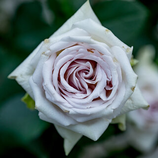 訪れる度に変化を魅せる大自然の中のガーデン「ニコライ バーグマン 箱根 ガーデンズ」｜TRAVEL