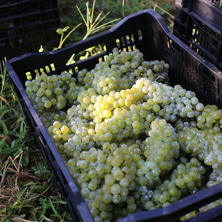 ワインづくりで地域の伝統を守り、景観や文化をつくる。ドメスティックワイナリー応援企画展｜D&DEPARTMENT PROJECT