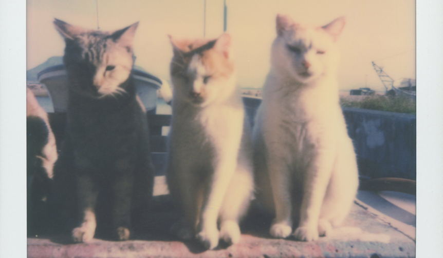 路地裏で出会った猫を撮影した写真展が開催｜LOUNGE