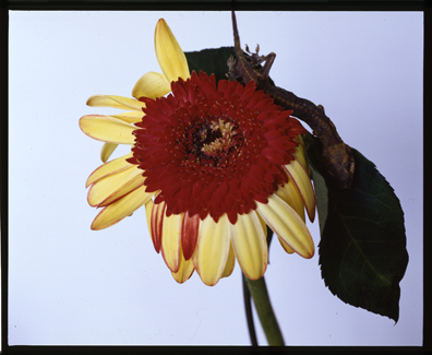 第7回：荒木経惟という写真家の本当のすごさ