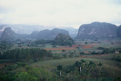第4回　葉巻の通には違いがわかる