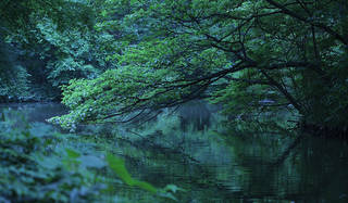 藤原美智子の「色」ものがたり第1回 6月　朝明けの青