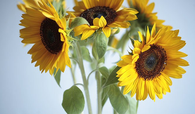 藤原美智子の「色」ものがたり第2回 7月　マティスの黄色