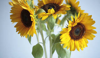 藤原美智子の「色」ものがたり第2回 7月　マティスの黄色