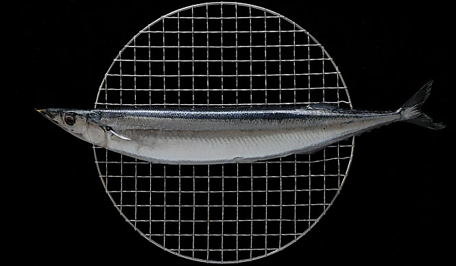 第41回 「食」にまつわる話_サンマ編