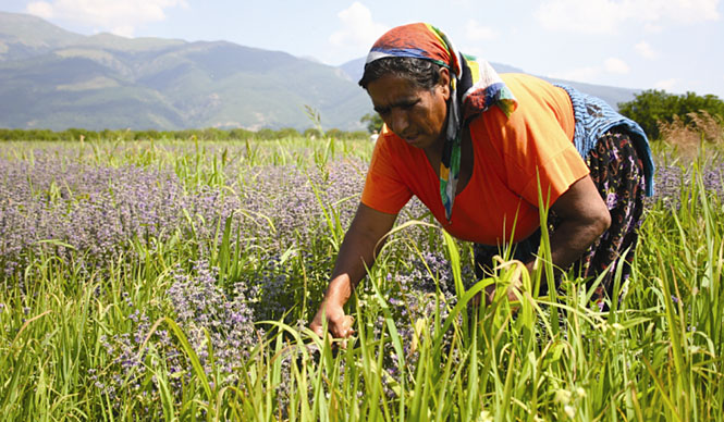 Tips│『アヴェダ』オーガニック データ
