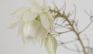 藤原美智子の「色」ものがたり第6回 11月　いま、必要なのはグレィッシュ感！？