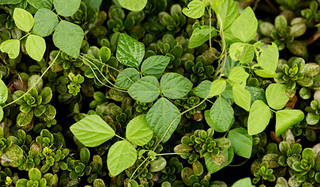 藤原美智子の「色」ものがたり第11回　生命力あふれる緑に惹かれて