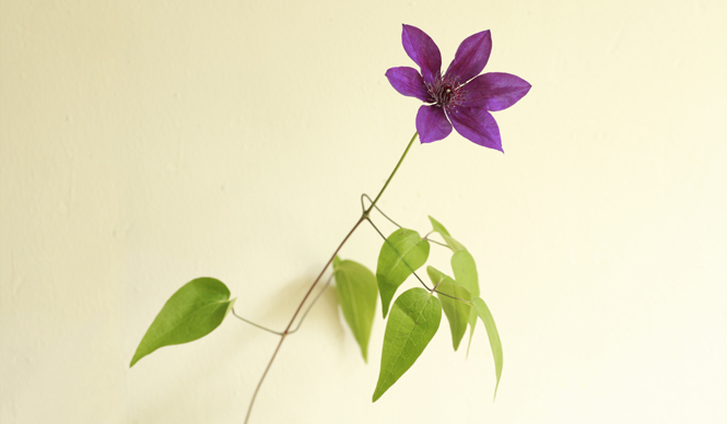 藤原美智子の「色」ものがたり第12回　“高貴な紫”を目指して