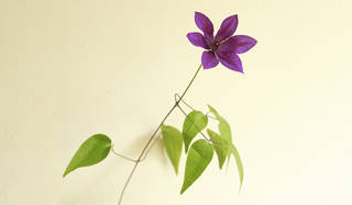 藤原美智子の「色」ものがたり第12回　“高貴な紫”を目指して