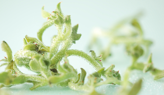 岡部美代治|Vol. 4 「保湿」と「潤い」――本来のかたち