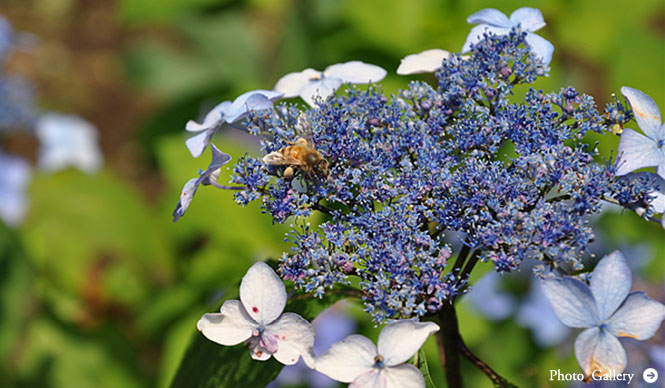 塚田有一│新連載『みどりの触知学』のスタートにあたって