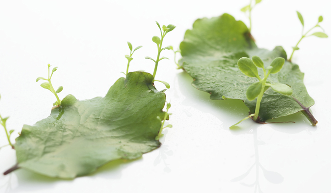 岡部美代治|Vol.6  化粧品の“効果”と肌のターンオーバー