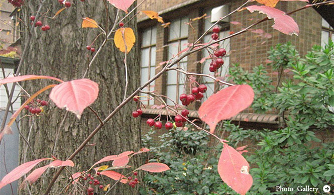 塚田有一│みどりの触知学 第3回:紅花 艶紅 うつし紅 そして笹紅(ささべに)