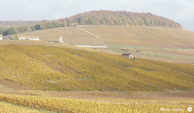 フランス シャンパーニュ紀行｜Chapter 1｜Introduction ＆ Bollinger ボランジェ