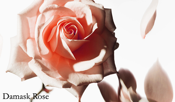 ナチュラルコスメ特集|キーワード 「ダマスクローズ」