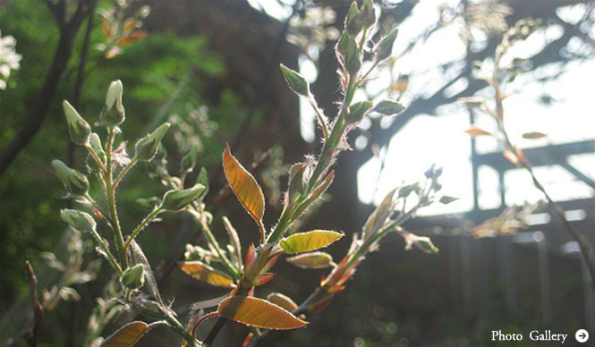 塚田有一│みどりの触知学~空野原篇~ 第7回:「みどりの触知学」のワークショップが動きはじめます