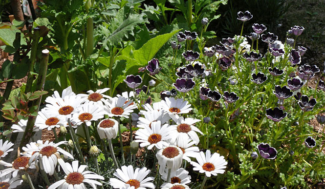 藤原美智子｜2010年4月エッセイ「庭づくりの一歩は、イメージづくりから」