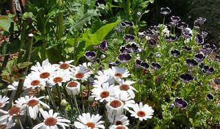 藤原美智子｜2010年4月エッセイ「庭づくりの一歩は、イメージづくりから」