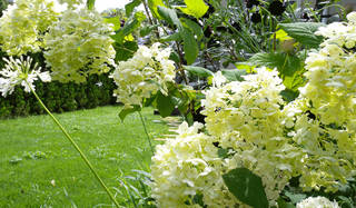 連載・藤原美智子｜2010年7月エッセイ「ガーデニングから教わることはたくさんある」