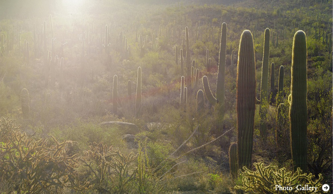 more trees｜TOUCH WOOD art project 開催
