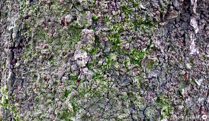 RICOH｜東信（フラワーアーティスト）×リコーGR DIGITAL III