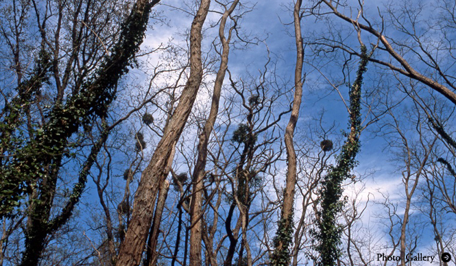 MATSUNAGA Manabu｜Vol.1 ル・シクロップの庭