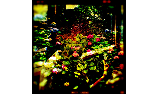 Diary-T 79 紫陽花