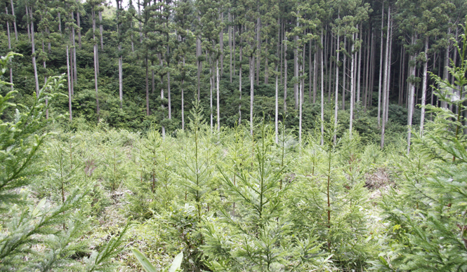 more trees｜参加者募集中！ 「森林・ボランティアツアー」を開催