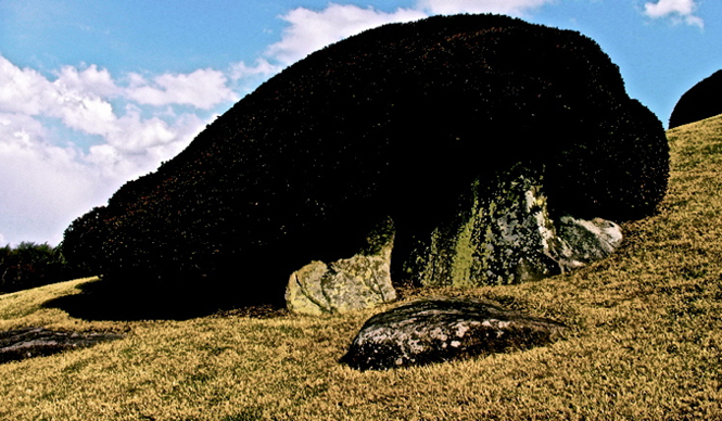 Diary-T 138 ハニカム選画百　その九十九