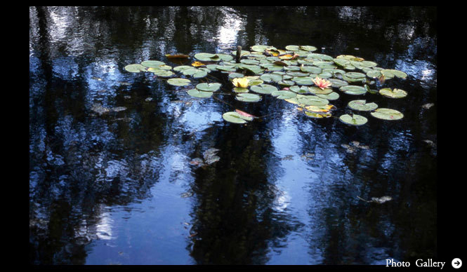 MATSUNAGA Manabu|Vol.6 クロード・モネ 睡蓮の庭