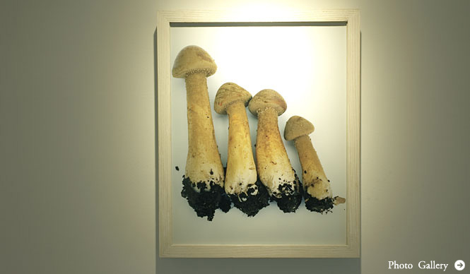 REPORT｜ホンマタカシ新作写真展「その森の子供 mushrooms from the forest 2011」