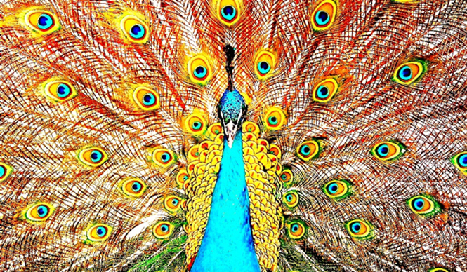 Diary-T Vol.27 213～218｜桑原茂一が毎日デザインするTシャツコレクション！