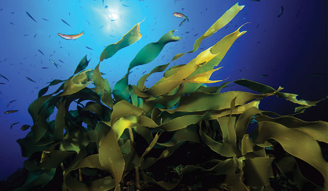 「ドゥ・ラ・メール オーシャンズ」フォトコンテスト開催中｜DE LA MER