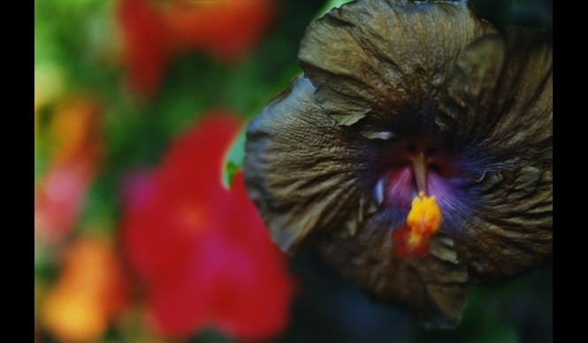 ART|渋谷ヒカリエで『蜷川実花展』開催