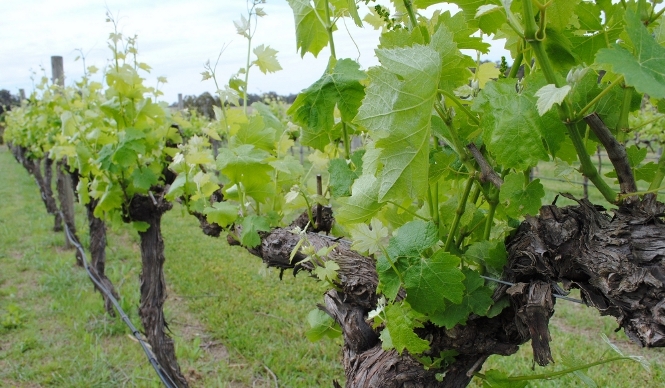 EAT｜グラス型の“本格派”飲みきりワイン「チューリップ」