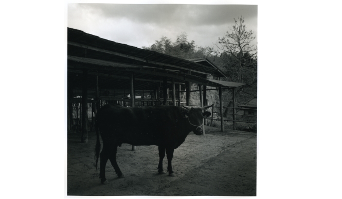 ART｜村越としや写真展『木立を抜けて』