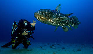 BLANCPAIN│海底に棲む伝説の海洋生物、シーラカンスに出会う