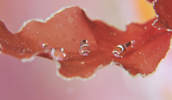 BOOK｜震災の海で生きる魚たちの姿『ダンゴウオ 海の底から見た震災と再生』