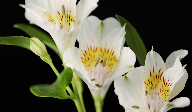 戸田恵子｜「明日また来るからね」 故・内海賢二さんのこと