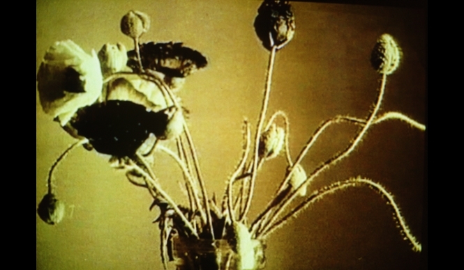 ART|金沢21世紀美術館で映像作家フィオナ・タンの作品を展示