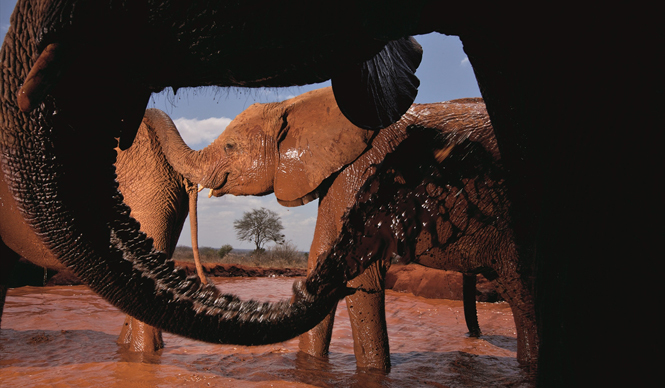 BOOK｜『ザ・ワイルドライフ・フォト 10人の巨匠 傑作選』