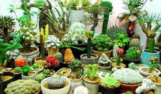 BIRDHOUSE｜“いのち（生命）の森”の植物イベント開催